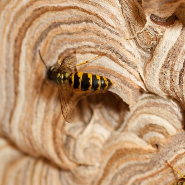 wasp nest