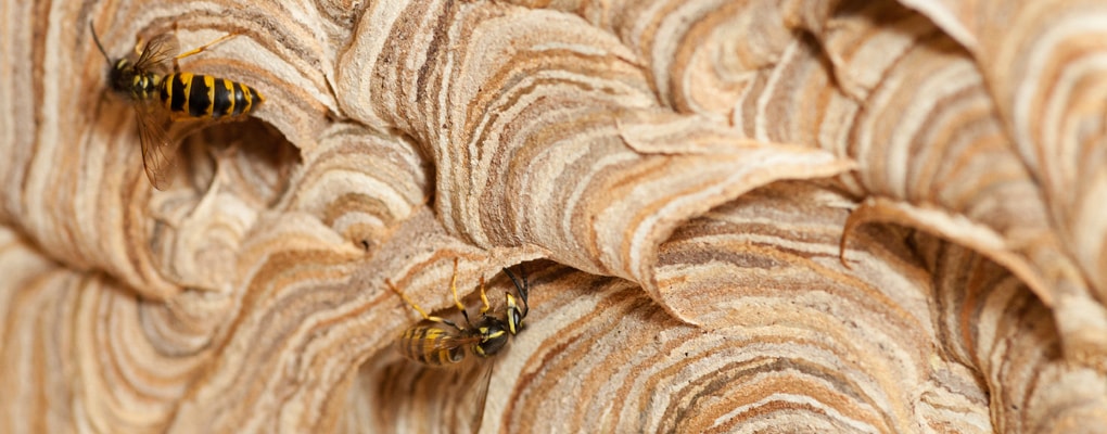 wasp nest removal