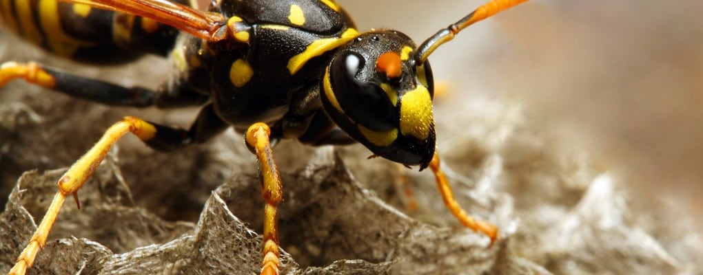 wasp nest