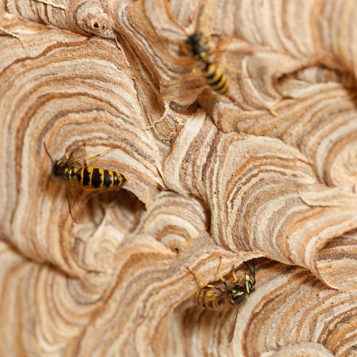wasps loft