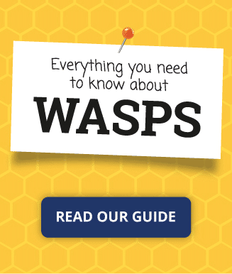All you need to know about wasps