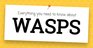 Wasps - All you need to know