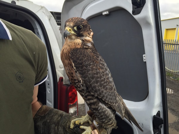 Peregrine Falcon- Bird Control