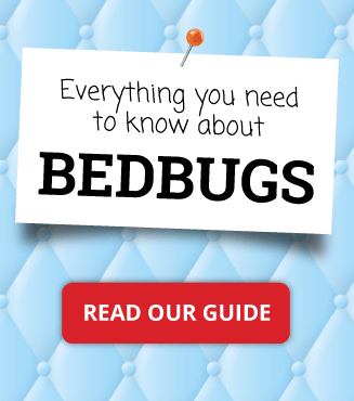 About Bedbugs