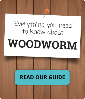 About Woodworm