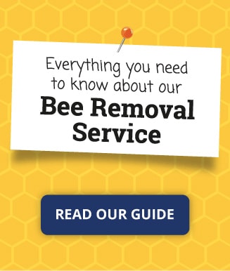 Bee Removal Service