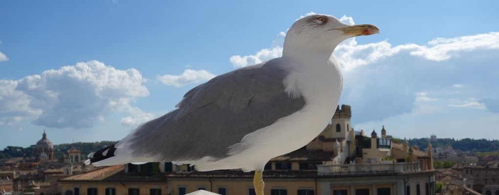 Gull and seabird removal