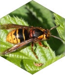 Median Wasp