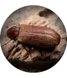 Common Furniture Beetle