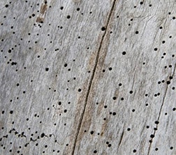 Woodworm Holes