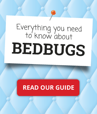 About Bedbugs