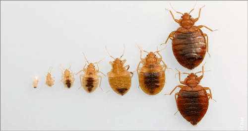 what are the signs of bed bugs