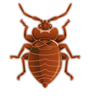 bedbug_diagram_2