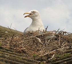 nest