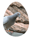 Pigeon