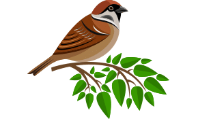 sparrow-illustration