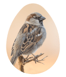 House Sparrow