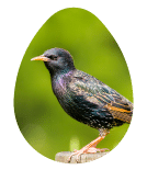 Starling