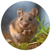 field-mouse