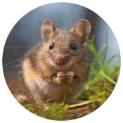 Field Mouse