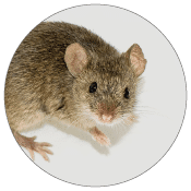 House Mouse