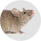 House Mouse