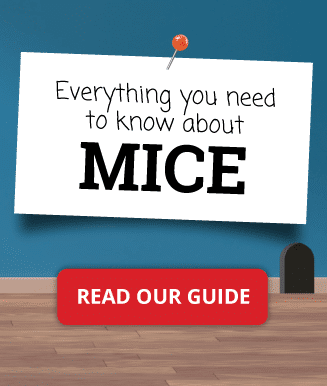 Mice - all you need to know about the rodents
