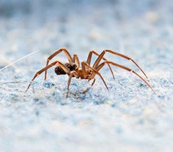 Spider on floor