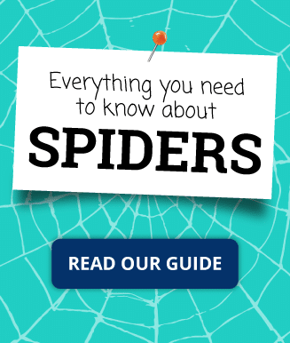 Spiders - all you need to know about the arachnids