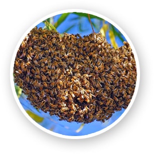 honey bee nest