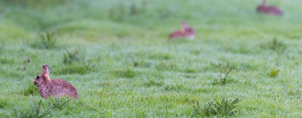 rabbits