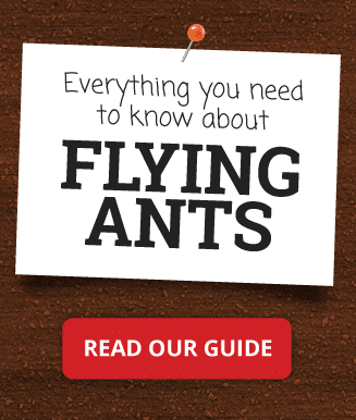 All you need to know about flying ants