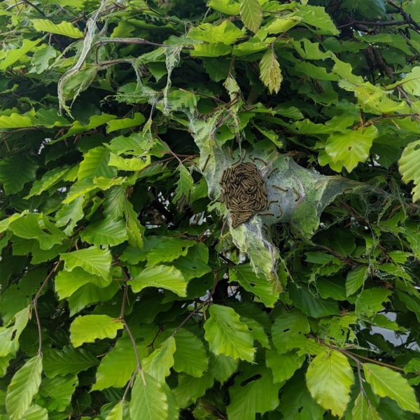 caterpillar nest