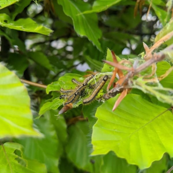 caterpillar removal