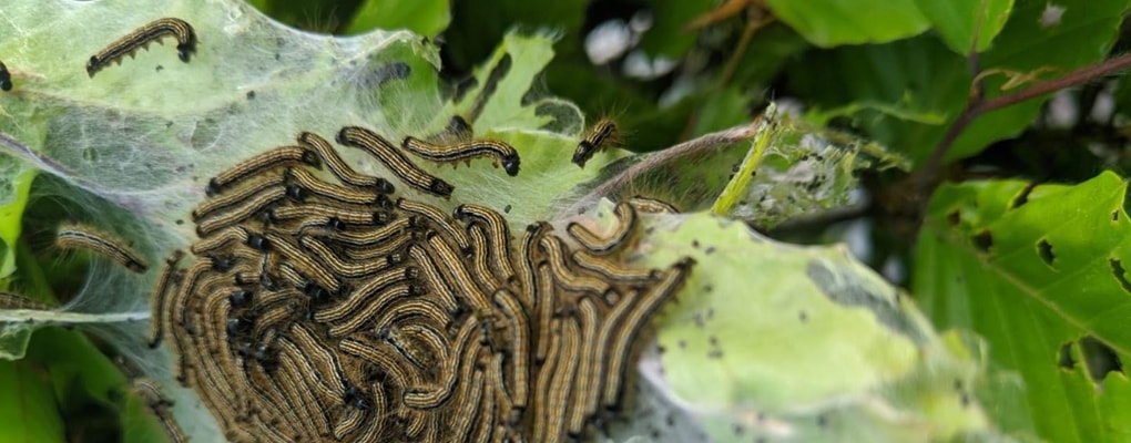 caterpillars