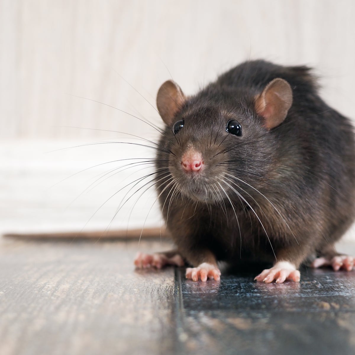 How to Get Rid of Rats from Your Garage?