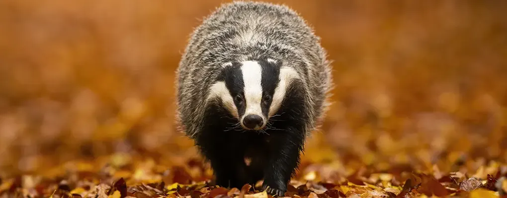 About Badgers