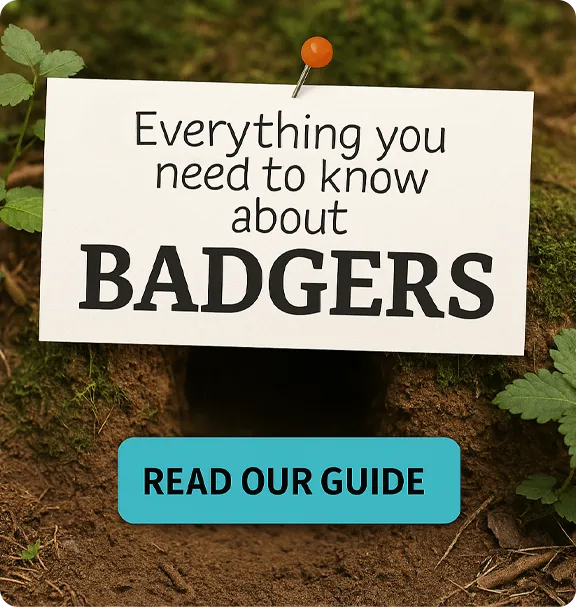 Everything you need to know about badgers