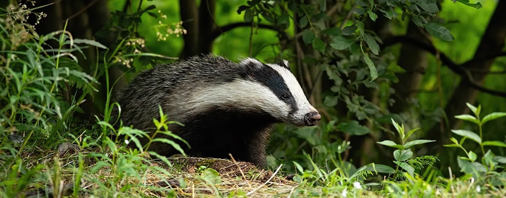 badgers