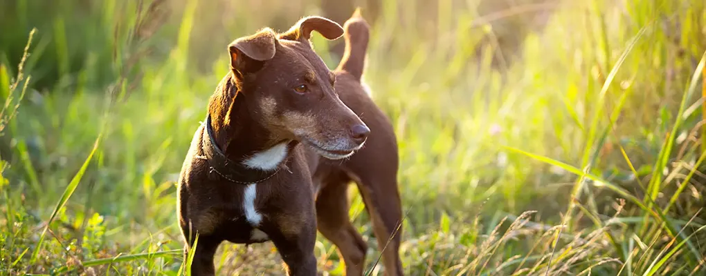canine rodent detection