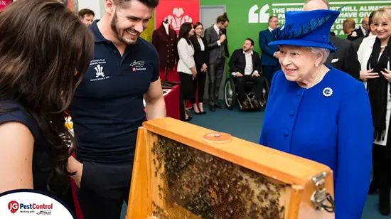 queen bee